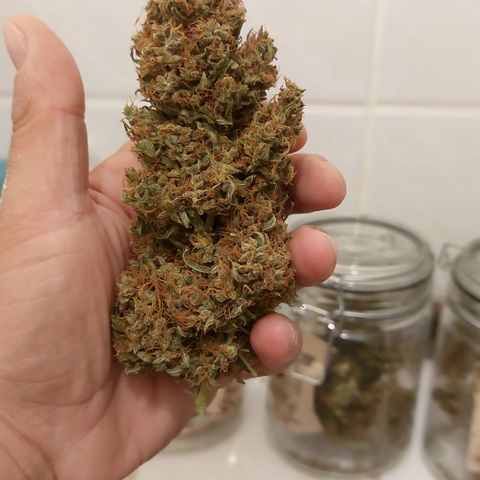 Blueberry zkittlez  growlog timeline photo