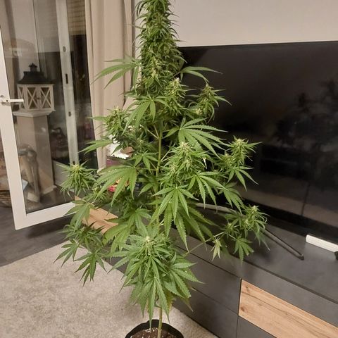 Northern lights  growlog timeline photo