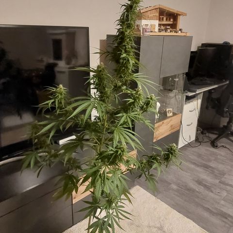 Northern lights  growlog timeline photo