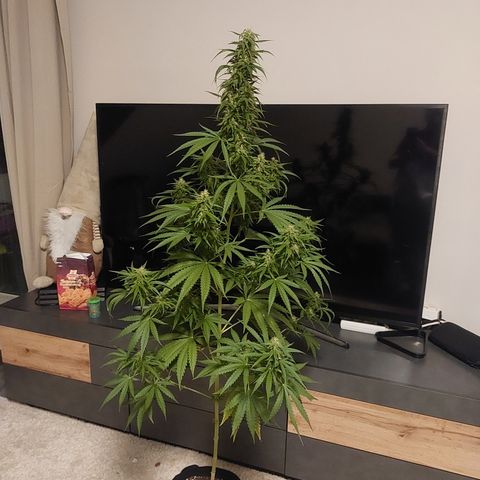 Northern lights  growlog timeline photo