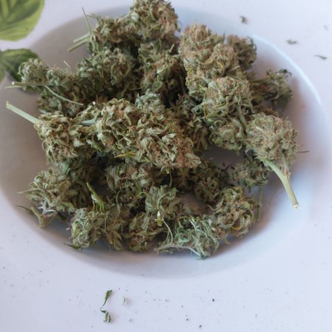 White widow growlog timeline photo