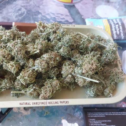 White widow growlog timeline photo