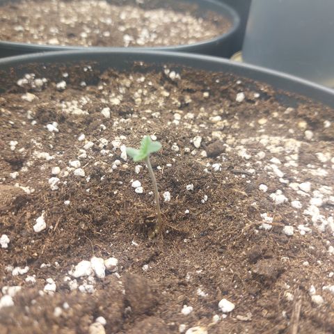 Skywalker Haze growlog timeline photo