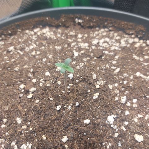 Orange Bud 2.0 growlog timeline photo