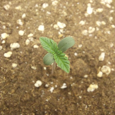 Orange Bud 2.0 growlog timeline photo