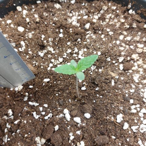 Skywalker Haze growlog timeline photo