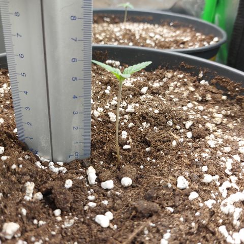 Skywalker Haze growlog timeline photo