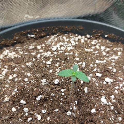 Orange Bud 2.0 growlog timeline photo