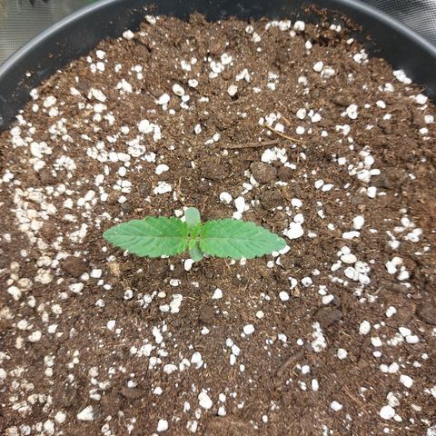 Skywalker Haze growlog timeline photo