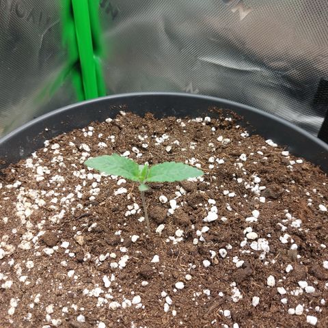 Skywalker Haze growlog timeline photo