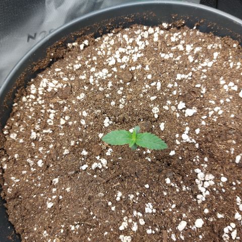 Orange Bud 2.0 growlog timeline photo