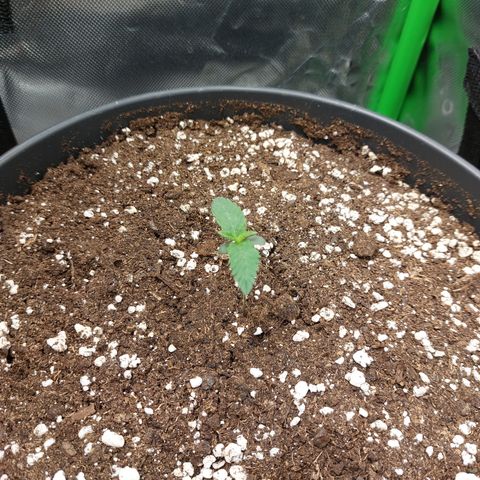 Orange Bud 2.0 growlog timeline photo