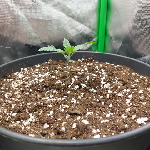 Skywalker Haze growlog timeline photo