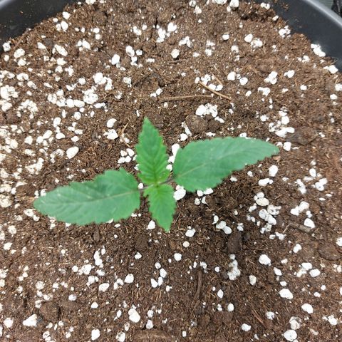 Skywalker Haze growlog timeline photo
