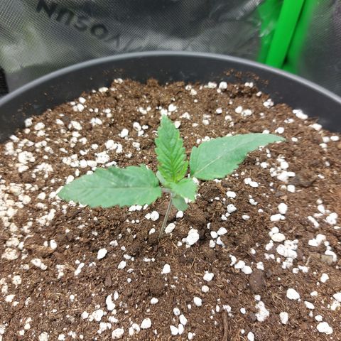 Skywalker Haze growlog timeline photo