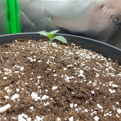 Orange Bud 2.0 growlog timeline photo