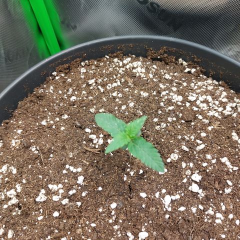 Orange Bud 2.0 growlog timeline photo