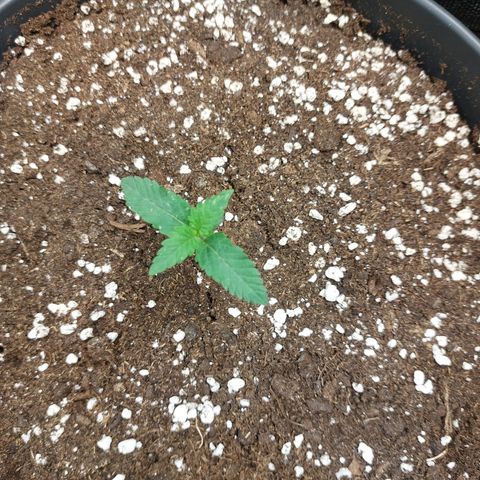 Orange Bud 2.0 growlog timeline photo