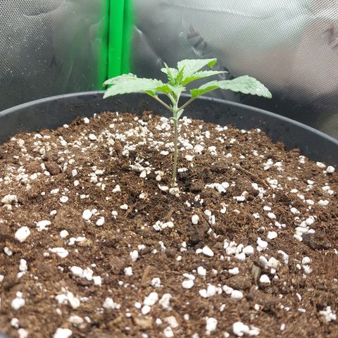 Skywalker Haze growlog timeline photo