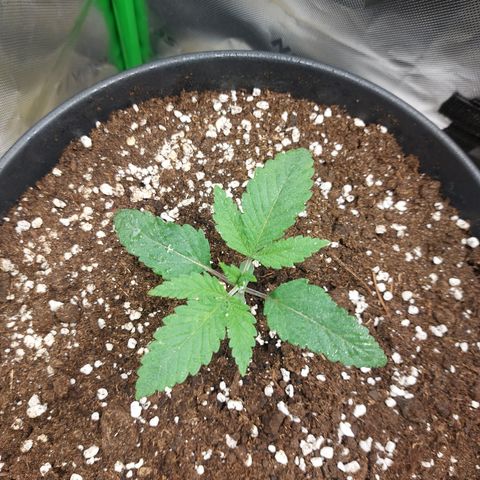 Skywalker Haze growlog timeline photo