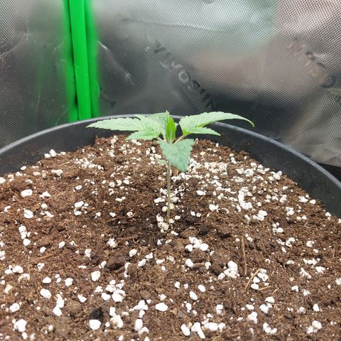 Skywalker Haze growlog timeline photo