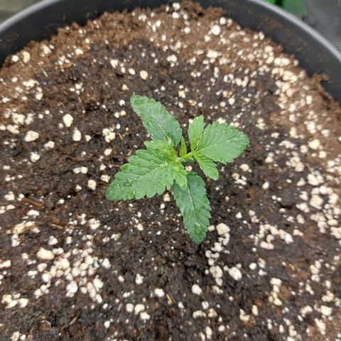 Orange Bud 2.0 growlog timeline photo