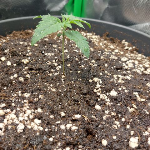 Orange Bud 2.0 growlog timeline photo