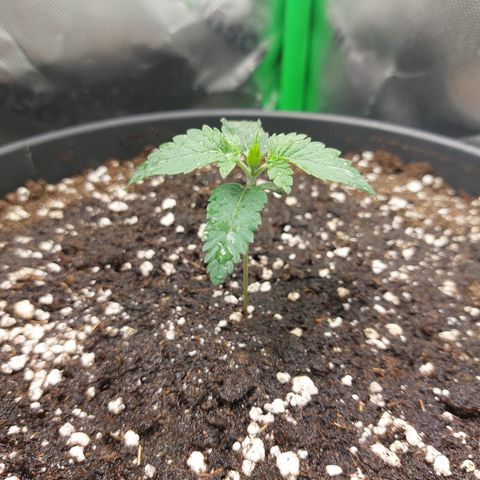 Orange Bud 2.0 growlog timeline photo
