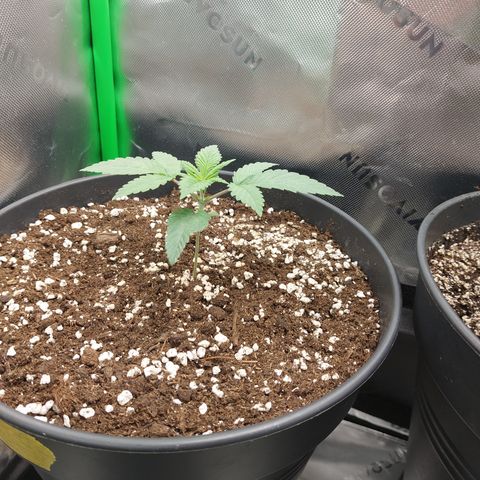 Skywalker Haze growlog timeline photo