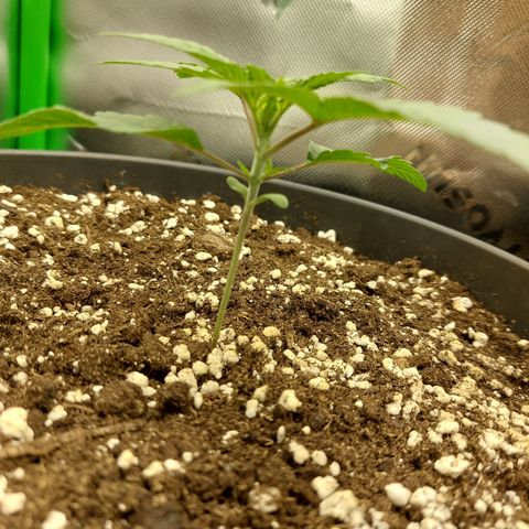 Skywalker Haze growlog timeline photo