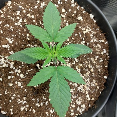 Skywalker Haze growlog timeline photo