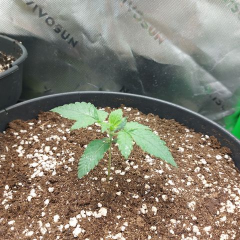 Orange Bud 2.0 growlog timeline photo
