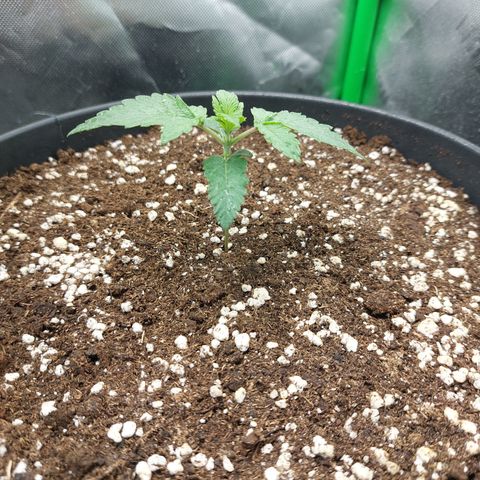 Orange Bud 2.0 growlog timeline photo
