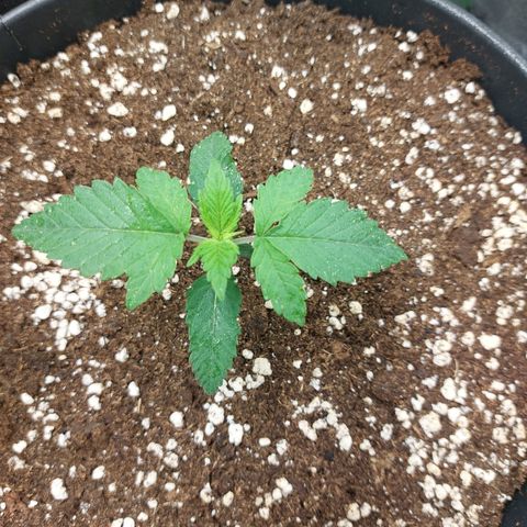 Orange Bud 2.0 growlog timeline photo