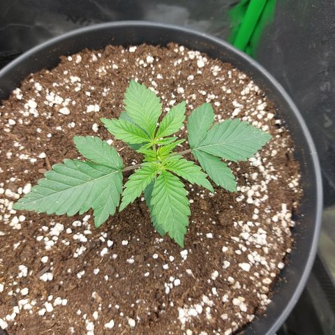 Orange Bud 2.0 growlog timeline photo