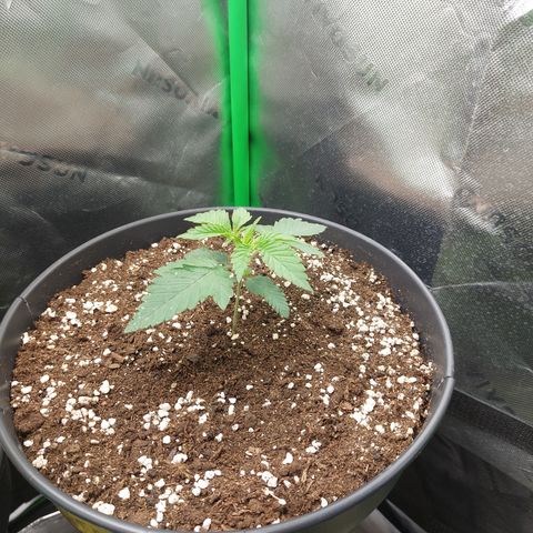 Orange Bud 2.0 growlog timeline photo