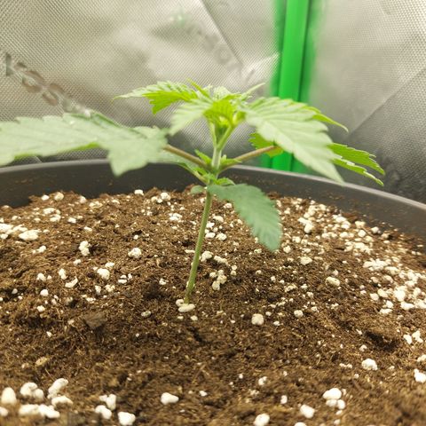 Orange Bud 2.0 growlog timeline photo