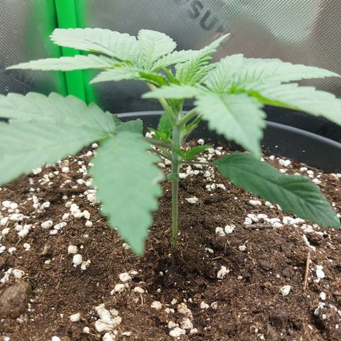 Skywalker Haze growlog timeline photo