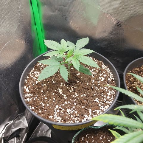 Skywalker Haze growlog timeline photo