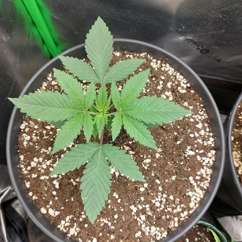 Skywalker Haze growlog timeline photo