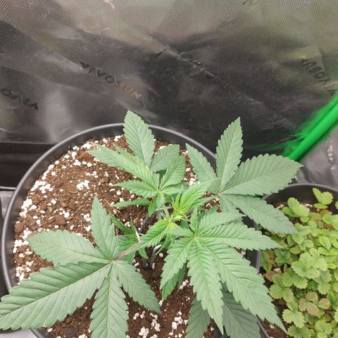 Skywalker Haze growlog timeline photo