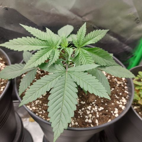 Skywalker Haze growlog timeline photo