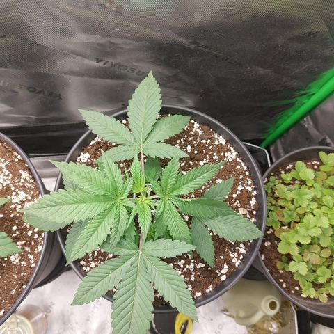 Skywalker Haze growlog timeline photo