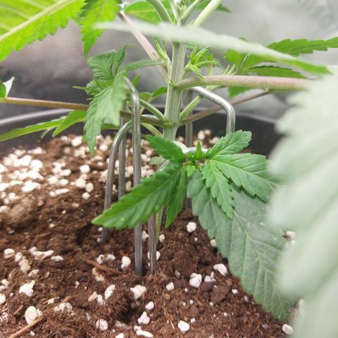 Skywalker Haze growlog timeline photo