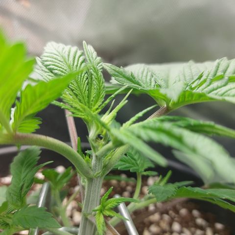 Skywalker Haze growlog timeline photo