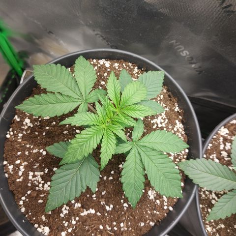 Orange Bud 2.0 growlog timeline photo