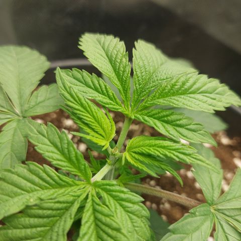 Orange Bud 2.0 growlog timeline photo