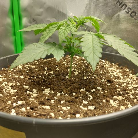 Orange Bud 2.0 growlog timeline photo