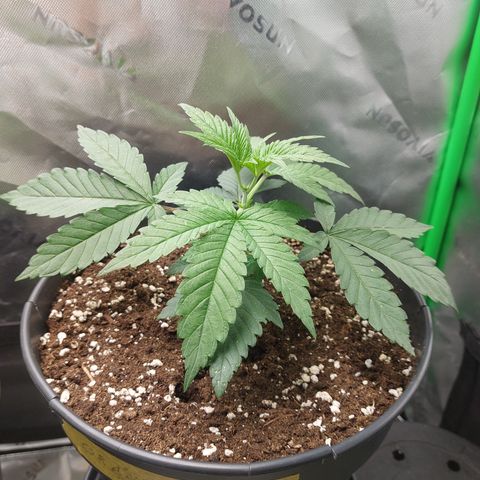Orange Bud 2.0 growlog timeline photo