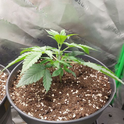 Orange Bud 2.0 growlog timeline photo